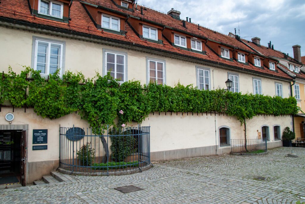 Maribor cea mai veche vita de vie